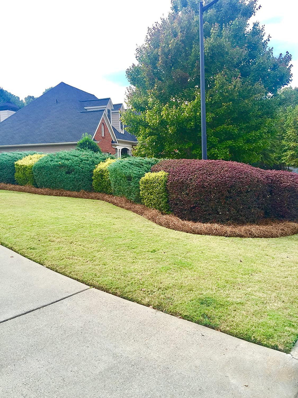 usa pine straw | premium pine needle mulch - 210 sqft. (1)
