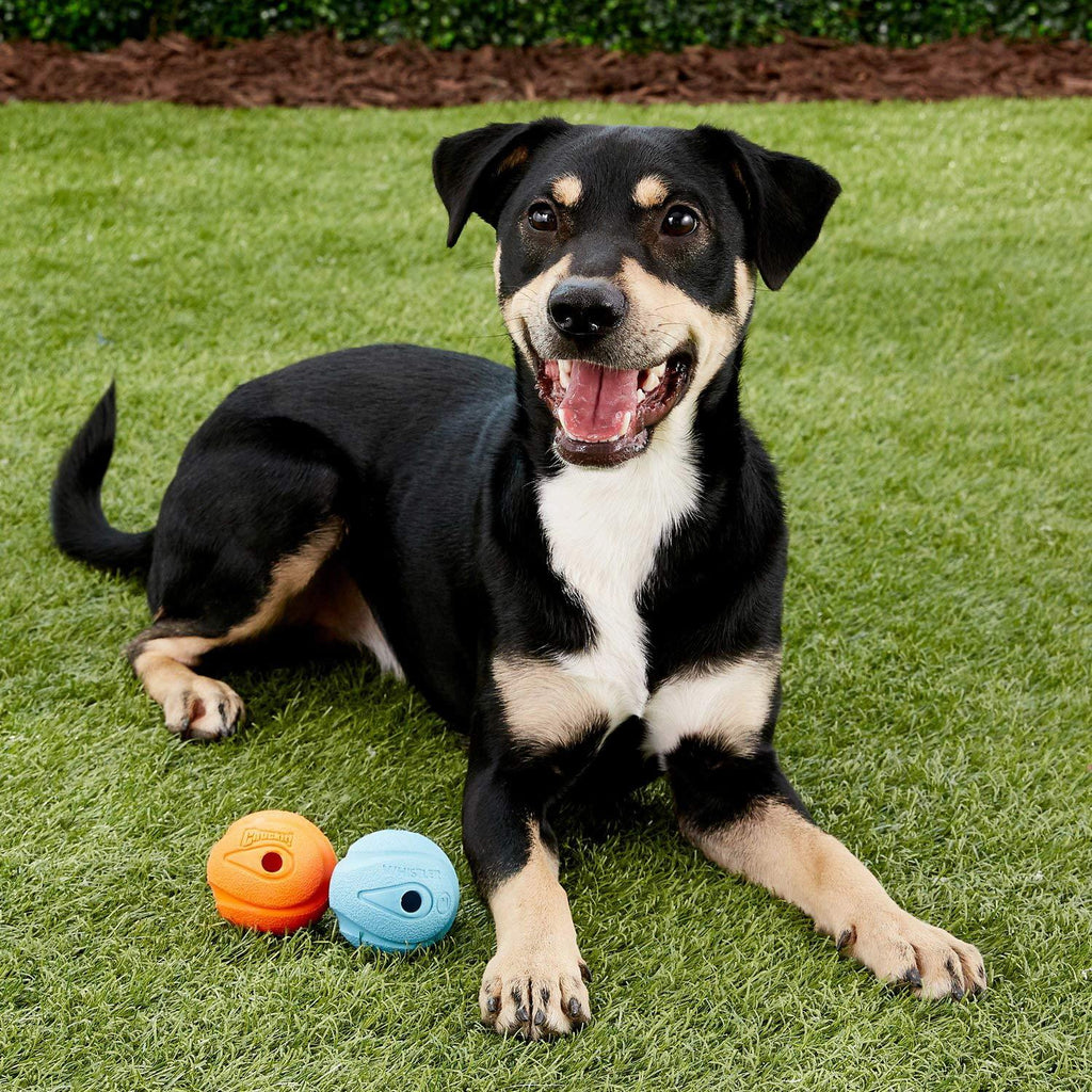 Chuckit! Whistler Ball Dog Toy, Medium, 2 Count, 24 Pack