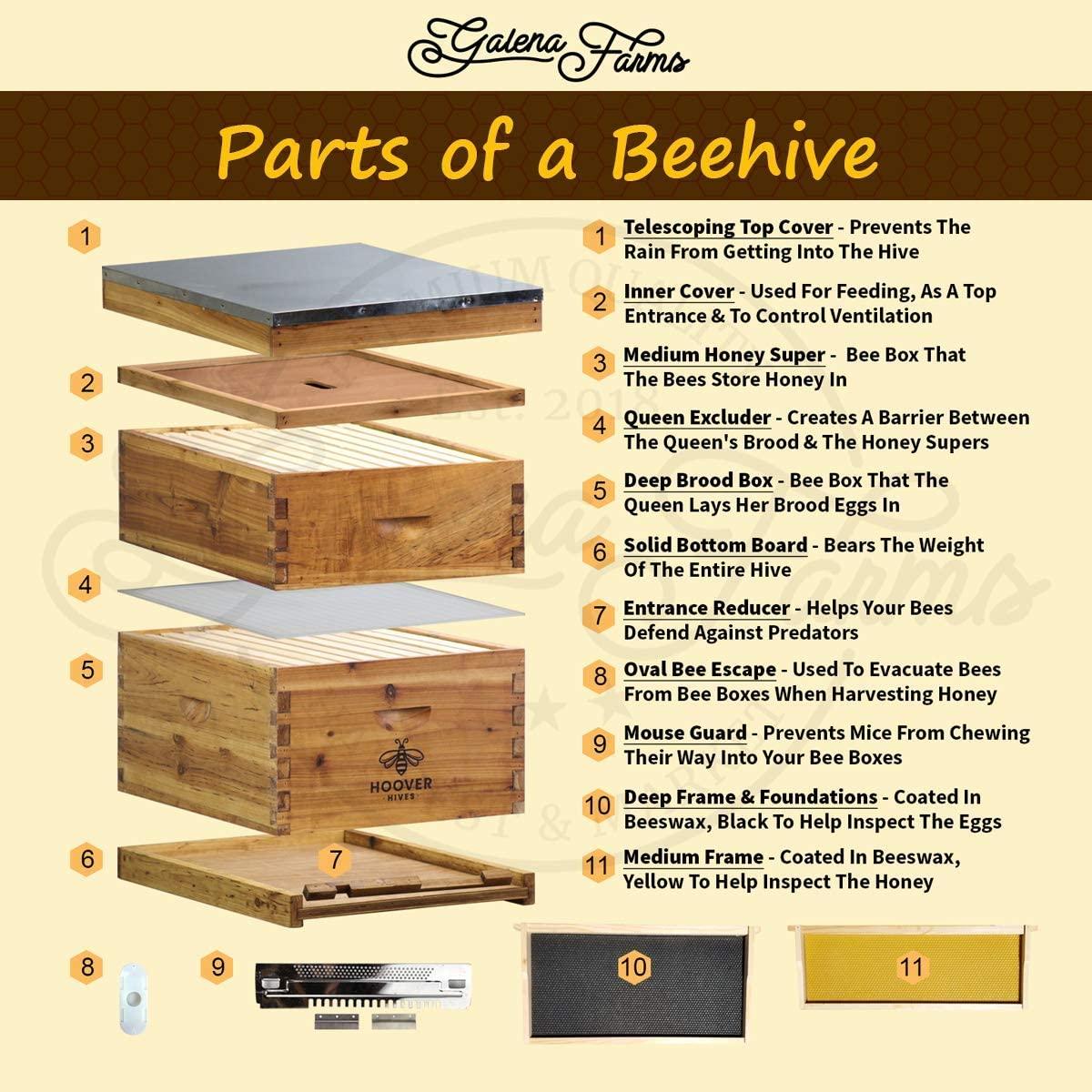 hoover hives 8 frame beehive kit - dipped in 100% beeswax includes wooden frames &amp; waxed foundations (2 deep boxes, 1 medium box)