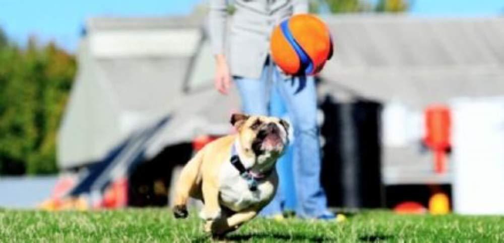 Chuckit! Kick Fetch Toy Ball for Dogs - 5 Pack