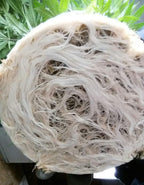 real growers recharge natural plant growth stimulant (5 pound)