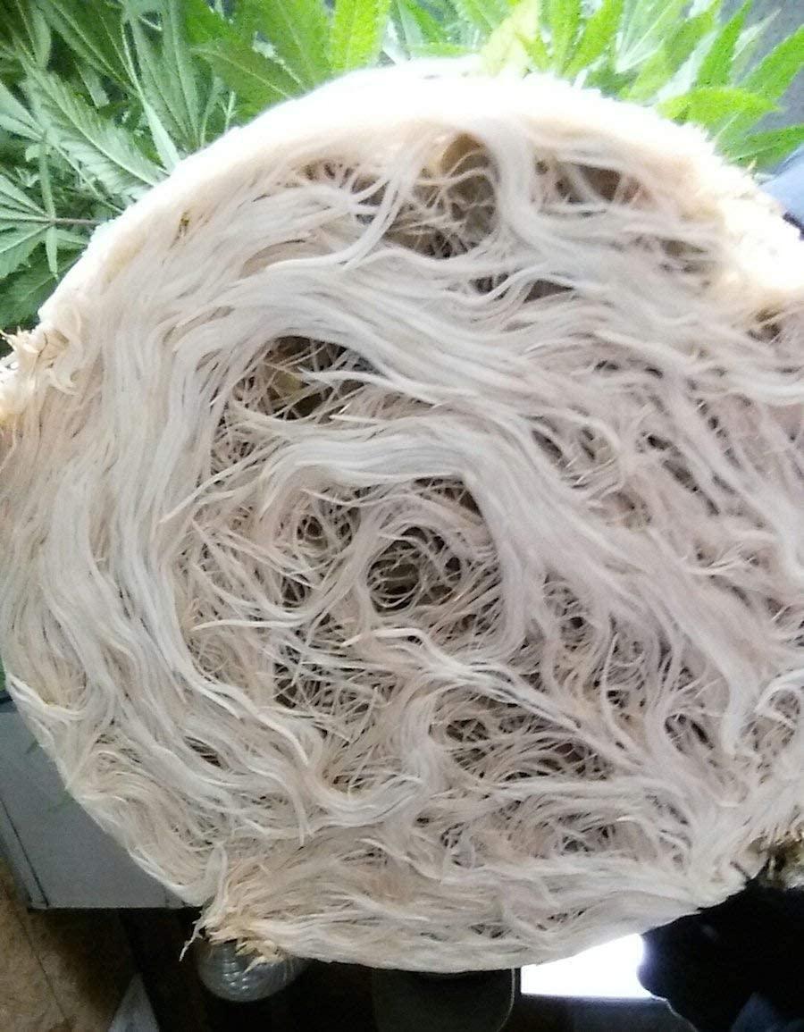 real growers recharge natural plant growth stimulant (5 pound)