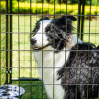 Pupzo Welded Wire Dog Kennel,Outdoor Heavy Duty Pet Kennel with UV Protection and Waterproof Trap Cover Automatic Lock Rotatable Window 2  Steel Bowls Black