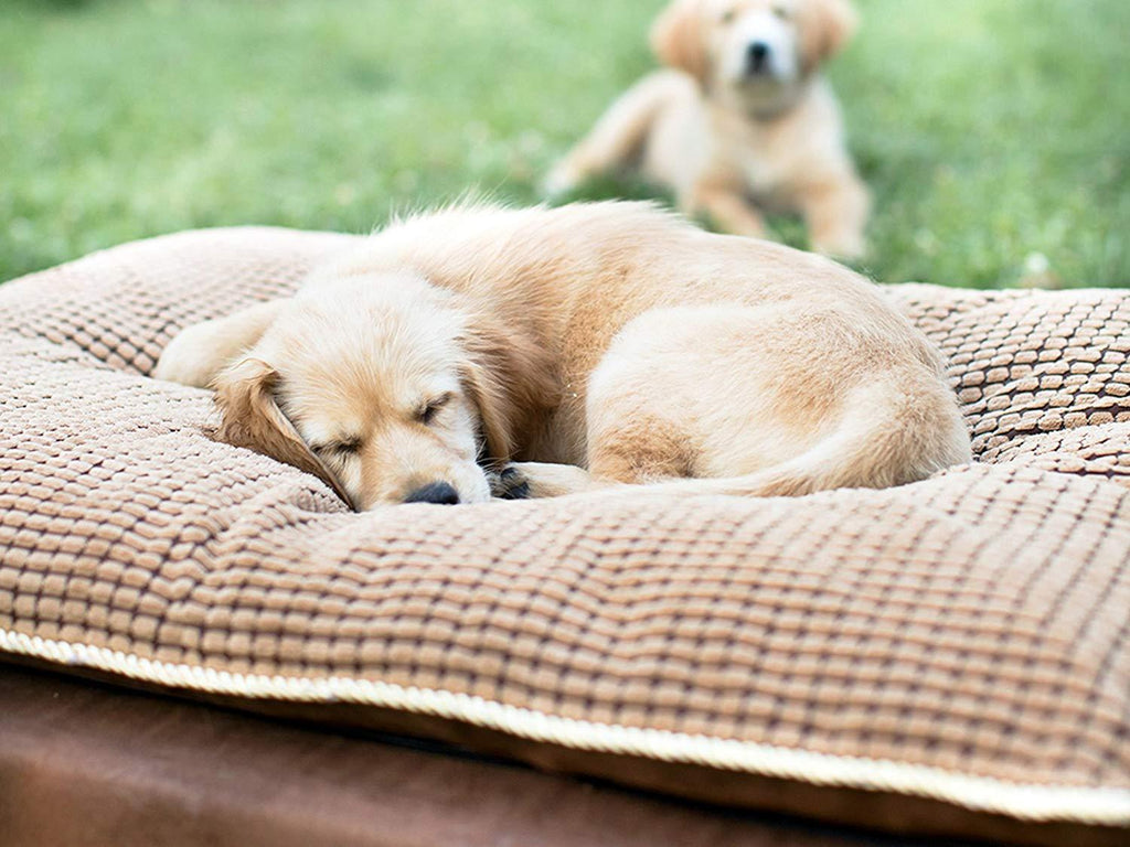 PLS Pet Paradise Orthopedic Pet Bed, Orthopedic Dog Bed, Foam Dog Bed, Dog Beds for LarDogs