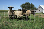 starkline premium electric sheep &amp; goat netting kit- ac energizer (9/35/8) for backyards, homesteaders, and livestock owners