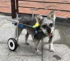 LYLYSS Pet Dog Wheelchair Disabled Dog Wheelchair Pet Moped,S