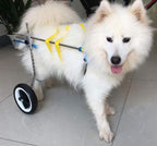 LYLYSS Pet Dog Wheelchair Disabled Dog Wheelchair Pet Moped,S