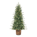 6 ft Fraser Fir Potted Christmas Tree