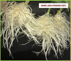 hormex vitamin b1 rooting hormone concentrate | prevents transplant shock | accelerates growth | stimulates roots | for all plant varieties and grow mediums including hydroponics (128 oz)