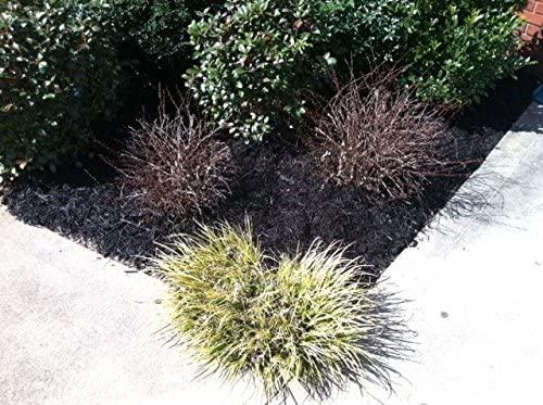 9,600 sq feet black forest mulch color concentrate