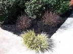 9,600 sq feet black forest mulch color concentrate