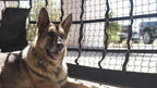 K9 GaraDoor Kennel Net, Lar&amp; Small Dog Kennel with Access Door, Black
