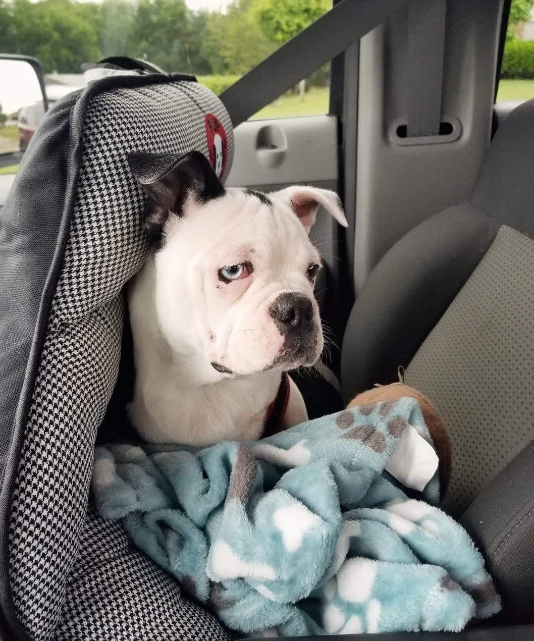 PupSaver Crash-Tested Car Safety Seat for Small Dogs