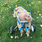 Zouminy Pet Wheelchair, 2 Wheels Pet Wheelchair Disabled Dog Assisted Walk Car Hind Leg Rehabilitation Auxiliary Car for Dogs Cats