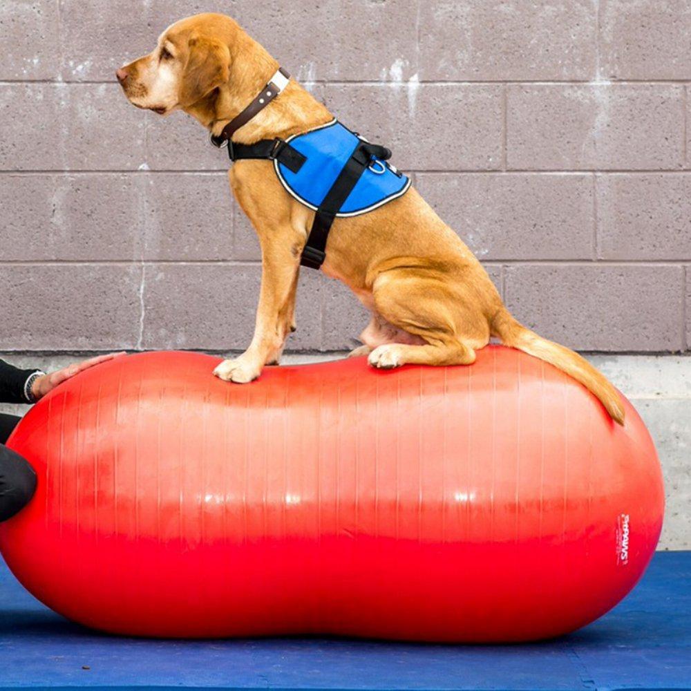 FitPAWS Peanut Stability Ball - for Dogs