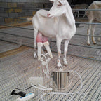 goat milking machine,pulsation vacuum electric milker,portable automatic breast pump with 2 teat cups stainless steel bucket for goats(3l)