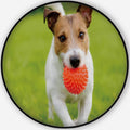 HitecClose up of Dog Running and Playing Fetch with OranBall Toy Pet Mat,053077 for Dogs and Cats,5'Round