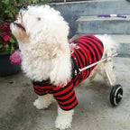 CHZHUTUI Pet-Disabled Dog Wheelchair Adjustable Light Aluminum 2-Wheel Scooter for Small and Medium-Sized Dogs Hind Limb Assisted Rehabilitation Exercise Cart